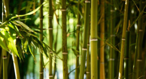 Eco-Friendly Bamboo Prosthetic Leg